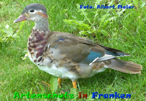 Copyright AiF - Albert Meier Bild zum Eintrag (84177-160)