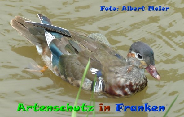 Copyright AiF - Albert Meier Bild zum Eintrag (84178-160)