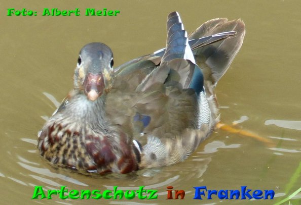 Copyright AiF - Albert Meier Bild zum Eintrag (84179-160)