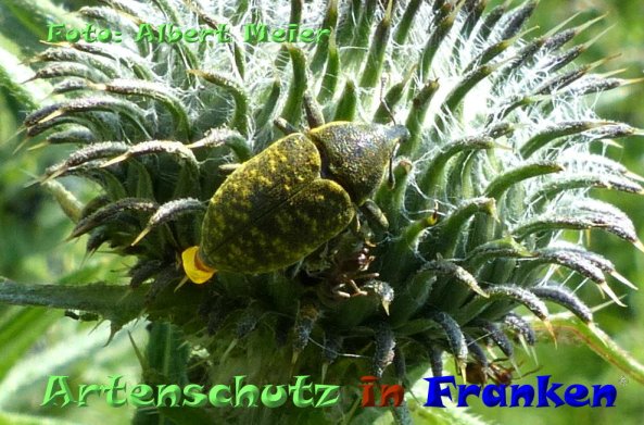 Copyright AiF - Albert Meier Bild zum Eintrag (84214-160)