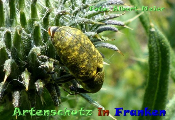 Copyright AiF - Albert Meier Bild zum Eintrag (84215-160)