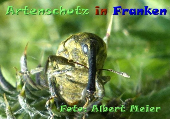 Copyright AiF - Albert Meier Bild zum Eintrag (84216-160)