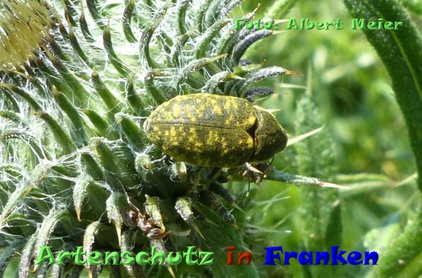 Copyright AiF - Albert Meier Bild zum Eintrag (84217-160)