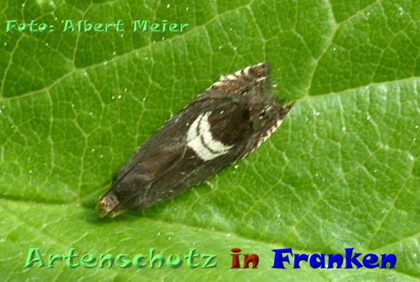 Copyright AiF - Albert Meier Bild zum Eintrag (84283-160)