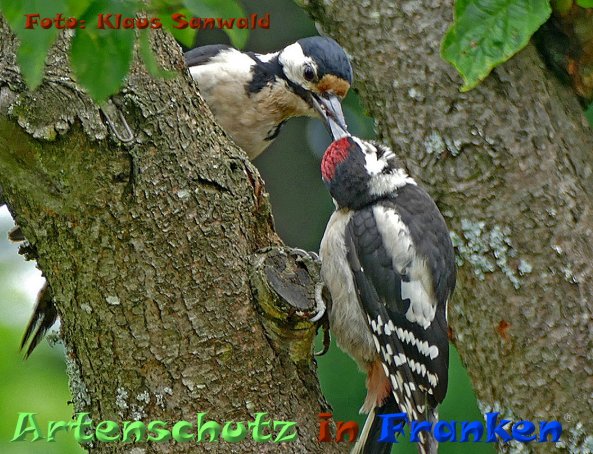 Copyright AiF - Klaus Sanwald Bild zum Eintrag (84343-160)
