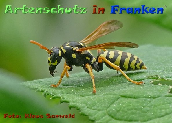 Copyright AiF - Klaus Sanwald Bild zum Eintrag (84348-160)