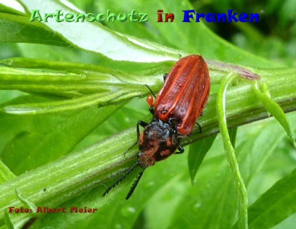 Copyright AiF - Albert Meier Bild zum Eintrag (84424-160)