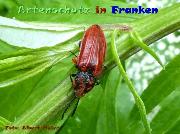 Copyright AiF - Albert Meier Bild zum Eintrag (84425-160)