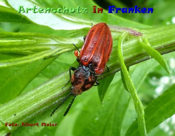 Copyright AiF - Albert Meier Bild zum Eintrag (84426-160)