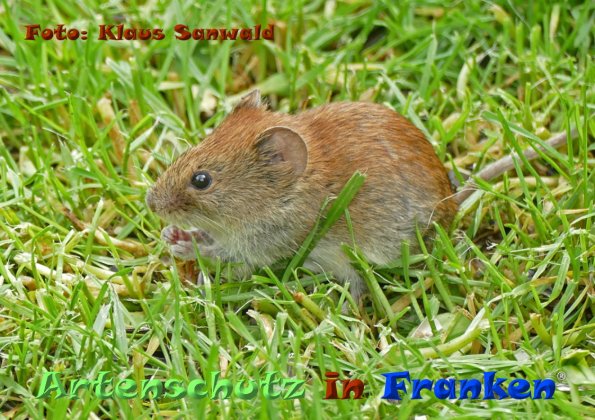 Copyright AiF - Klaus Sanwald Bild zum Eintrag (84516-160)
