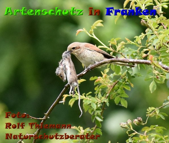 Copyright AiF-Rolf Thiemann Bild zum Eintrag (84650-160)