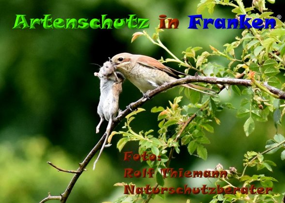 Copyright AiF-Rolf Thiemann Bild zum Eintrag (84651-160)