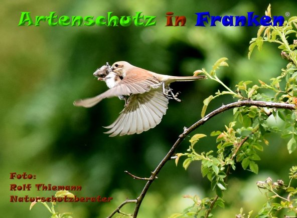 Copyright AiF Rolf Thiemann Bild zum Eintrag (84652-160)