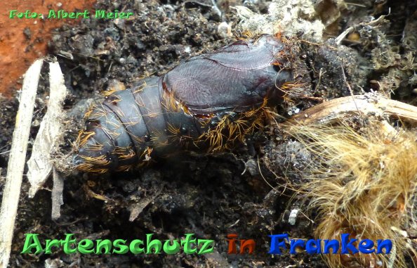 Copyright AiF - Albert Meier Bild zum Eintrag (85010-160)