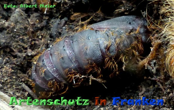 Copyright AiF - Albert Meier Bild zum Eintrag (85011-160)