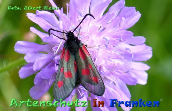 Copyright AiF - Albert Meier Bild zum Eintrag (85092-160)