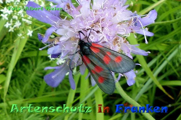 Copyright AiF - Albert Meier Bild zum Eintrag (85093-160)