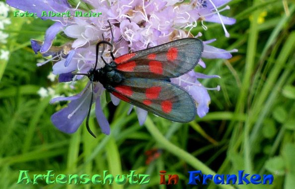 Copyright AiF - Albert Meier Bild zum Eintrag (85094-160)