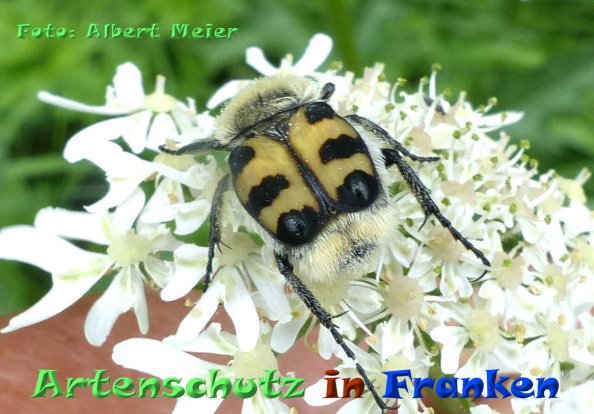 Copyright AiF - Albert Meier Bild zum Eintrag (85328-160)