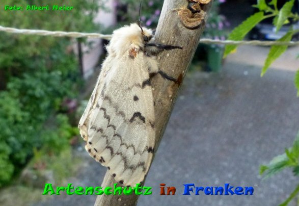 Copyright AiF - Albert Meier Bild zum Eintrag (85409-160)