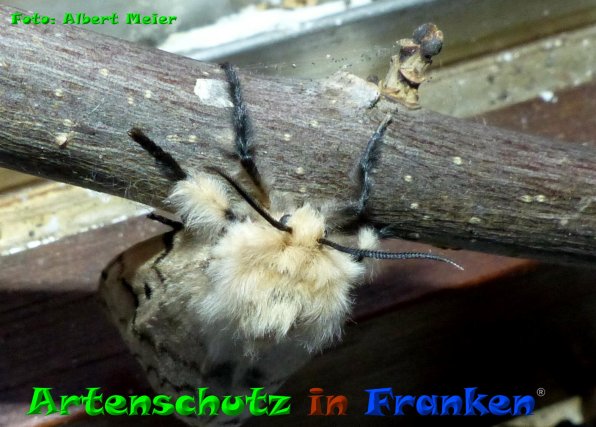 Copyright AiF - Albert Meier Bild zum Eintrag (85410-160)
