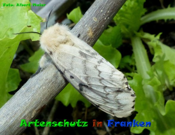 Copyright AiF - Albert Meier Bild zum Eintrag (85411-160)