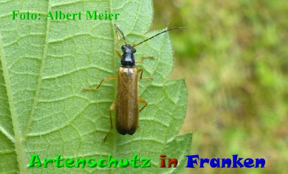 Copyright AiF - Albert Meier Bild zum Eintrag (85500-160)