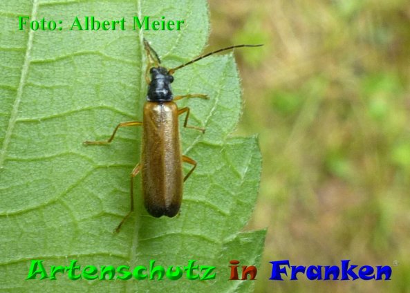 Copyright AiF - Albert Meier Bild zum Eintrag (85501-160)