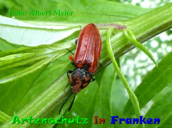 Copyright AiF - Albert Meier Bild zum Eintrag (85504-160)
