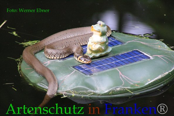 Copyright AiF Werner Ebner Bild zum Eintrag (85578-160)