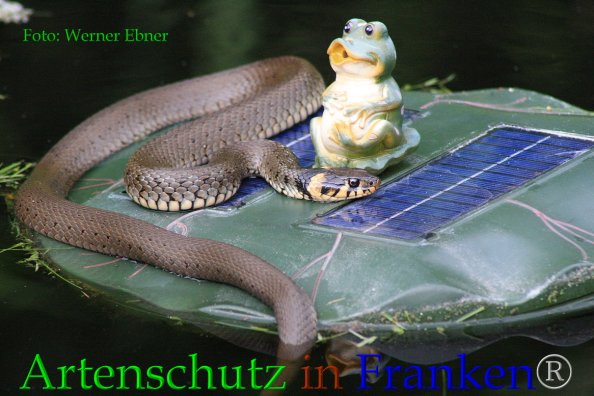 Copyright AiF Werner Ebner Bild zum Eintrag (85579-160)