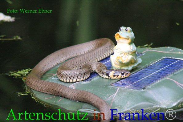 Copyright AiF Werner Ebner Bild zum Eintrag (85580-160)