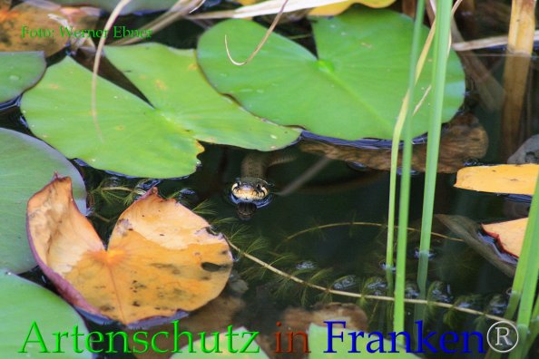 Copyright AiF Werner Ebner Bild zum Eintrag (85586-160)
