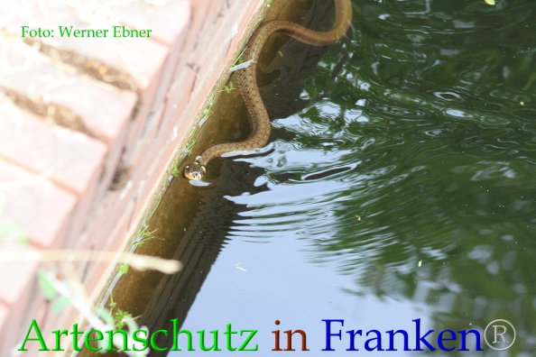 Copyright AiF Werner Ebner Bild zum Eintrag (85587-160)