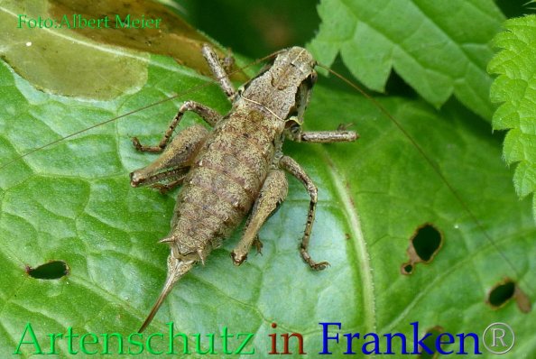 Copyright AiF - Albert Meier Bild zum Eintrag (85627-160)