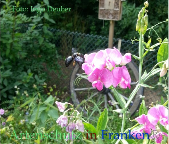 Copyright AiF Ingo Deuber Bild zum Eintrag (85770-160)