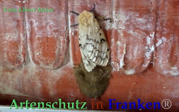 Copyright AiF - Albert Meier Bild zum Eintrag (85807-160)