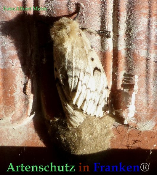 Copyright AiF - Albert Meier Bild zum Eintrag (85808-160)
