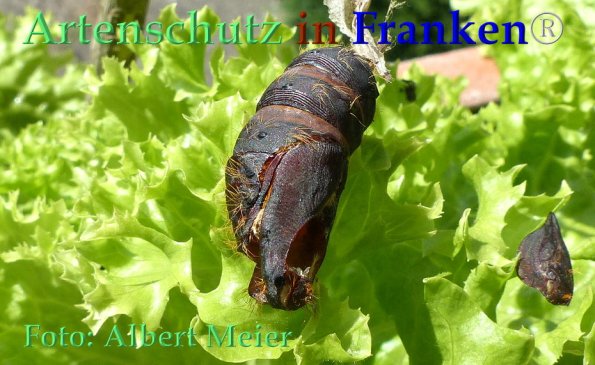 Copyright AiF - Albert Meier Bild zum Eintrag (85810-160)