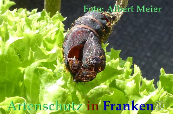 Copyright AiF - Albert Meier Bild zum Eintrag (85811-160)