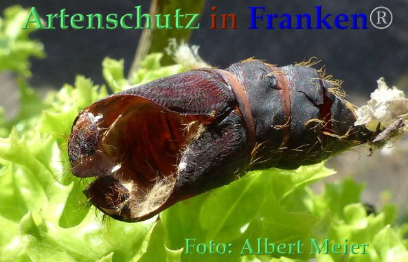 Copyright AiF - Albert Meier Bild zum Eintrag (85812-160)