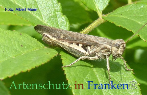 Copyright AiF - Albert Meier Bild zum Eintrag (85821-160)