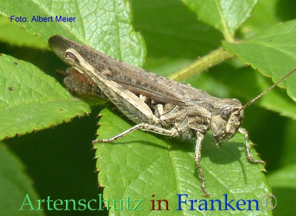 Copyright AiF - Albert Meier Bild zum Eintrag (85822-160)