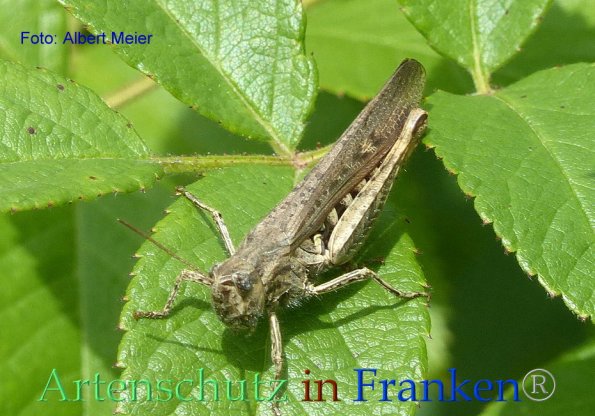 Copyright AiF - Albert Meier Bild zum Eintrag (85823-160)