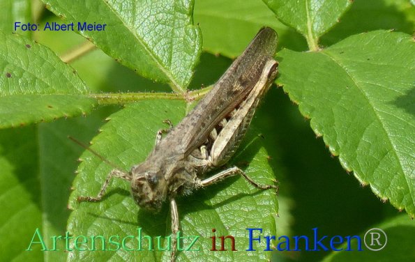 Copyright AiF - Albert Meier Bild zum Eintrag (85824-160)