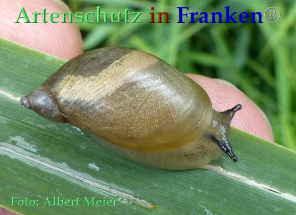 Copyright AiF - Albert Meier Bild zum Eintrag (85898-160)
