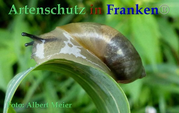 Copyright AiF - Albert Meier Bild zum Eintrag (85899-160)