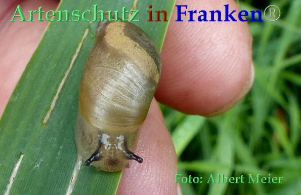 Copyright AiF - Albert Meier Bild zum Eintrag (85900-160)