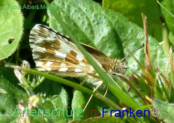 Copyright AiF - Albert Meier Bild zum Eintrag (85936-160)