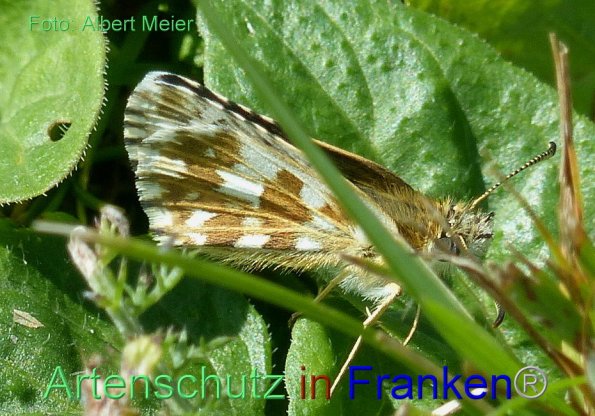Copyright AiF - Albert Meier Bild zum Eintrag (85937-160)